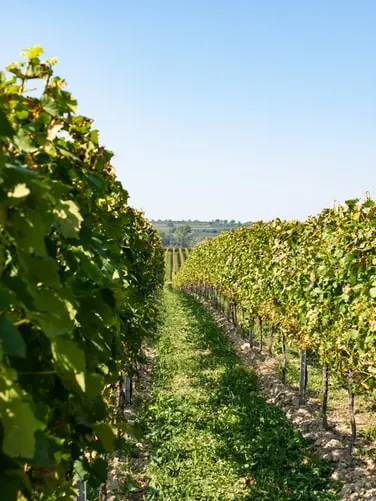 nos vignes-Vignoble de la Mulonnière-Vins Coteaux du Layon-Crémant de Loire-jus de raisin sans alcool-millésime-vin-carbernetd'Anjou-Sauvignon- vin AOC et IGP-Produits viticoles-Artisan vigneron-Maine-et-Loire